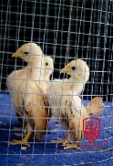 Bán gà tre con SERAMA - gà tre đẹp và bé nhất thế giới 